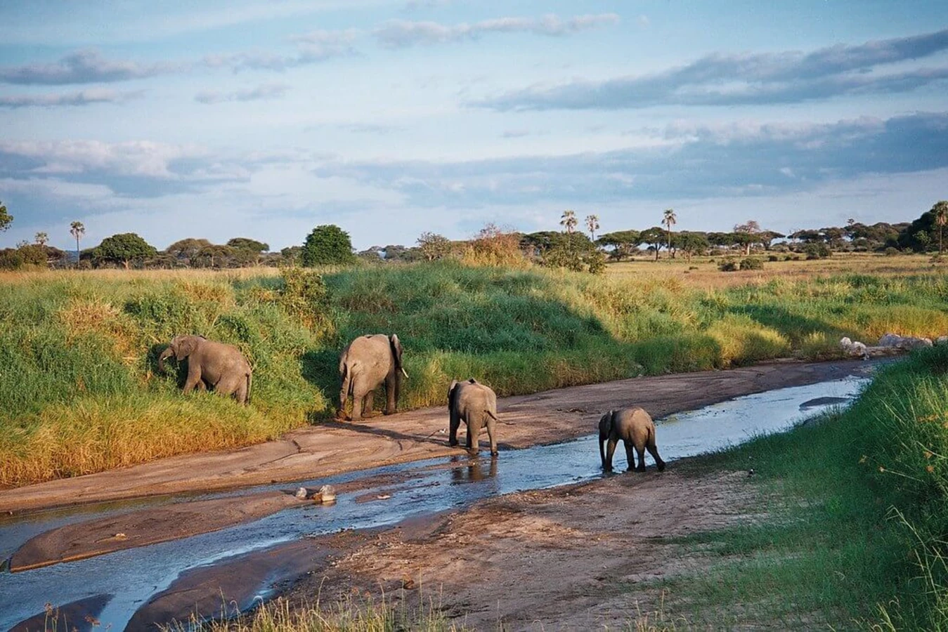 Parc national de Tarangire, Tanzanie