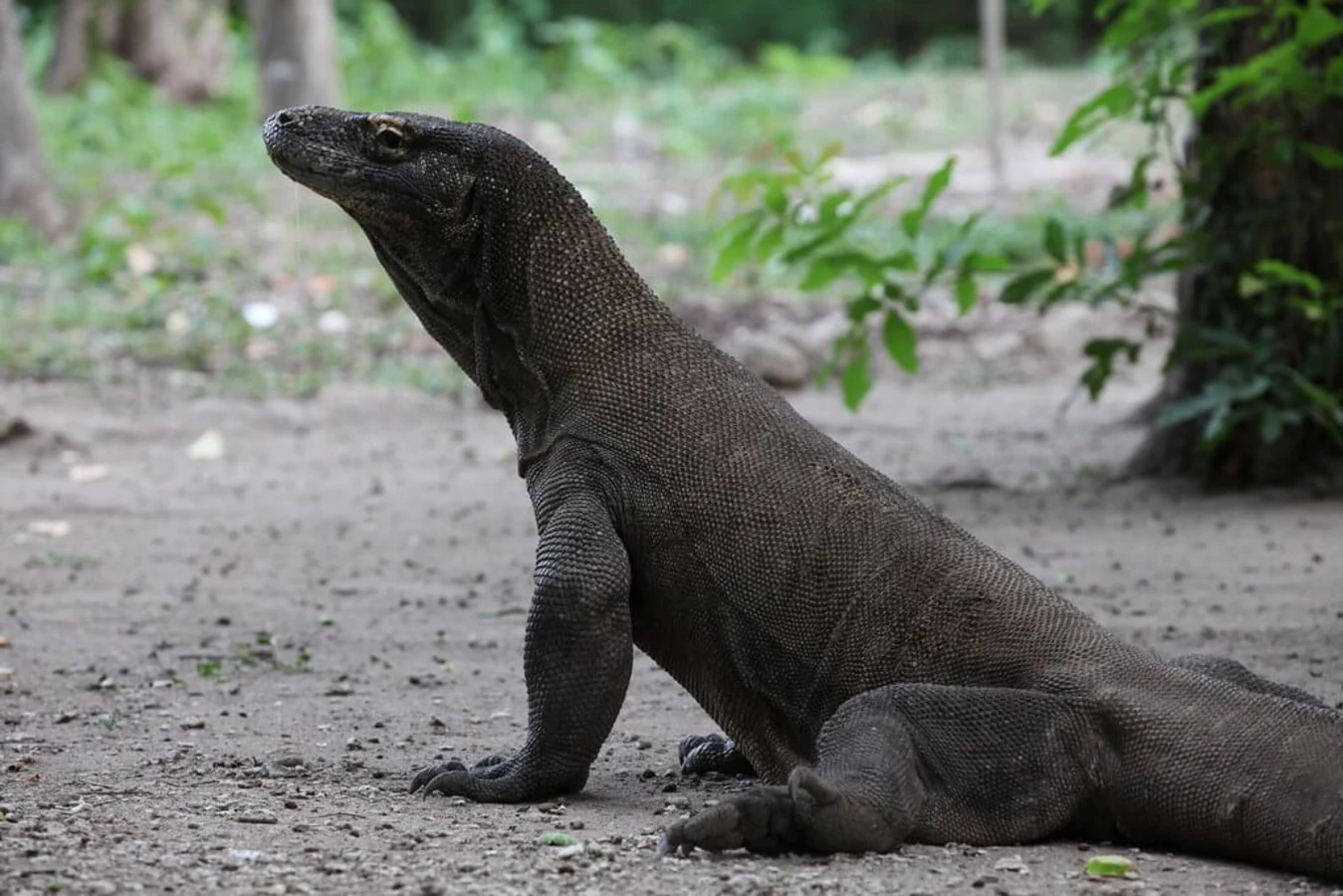 Komodo, Indonésie