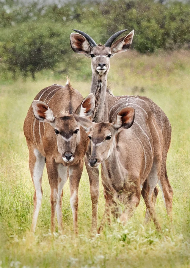 Khutse Game Reserve, Botswana
