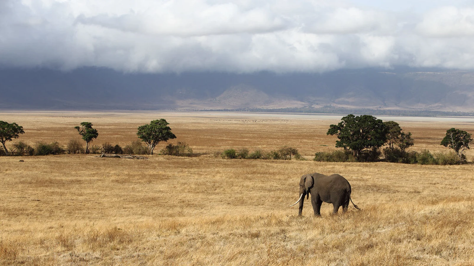 Cratère du Ngorongoro, Tanzanie