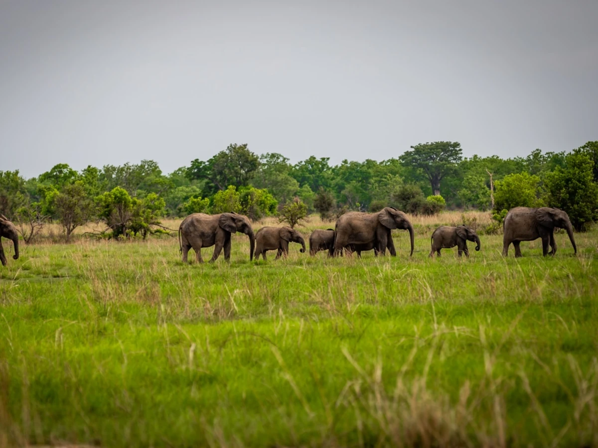 Parc national de la Pendjari, Bénin
