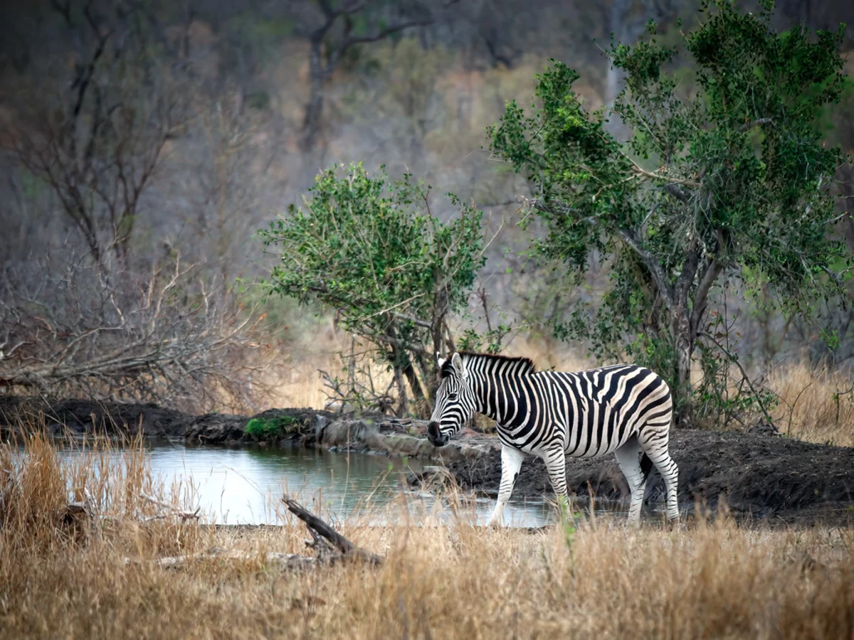 Londolozi Game Reserve, Afrique du Sud