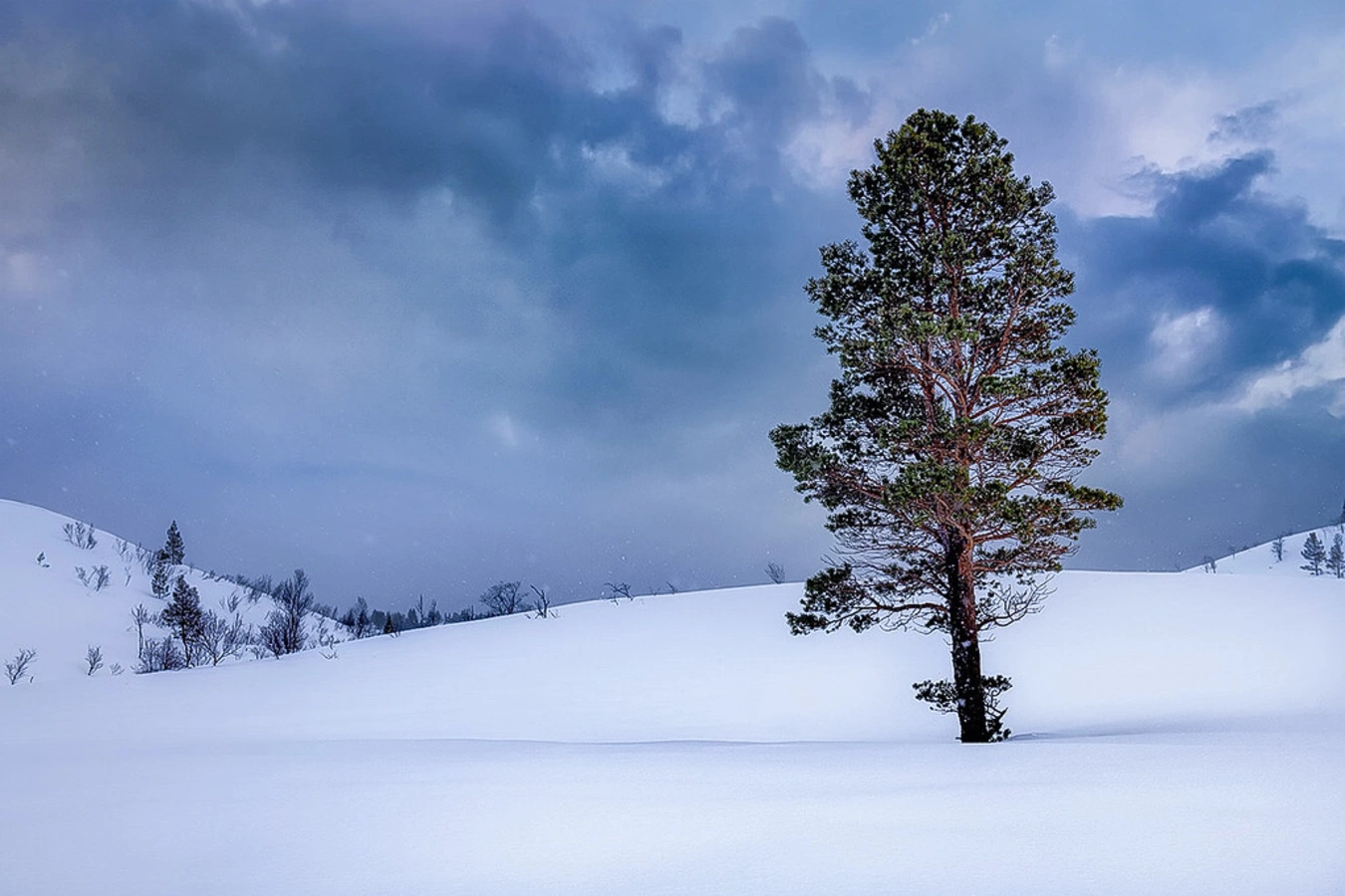 Parc national d'Anderdalen, Norvège