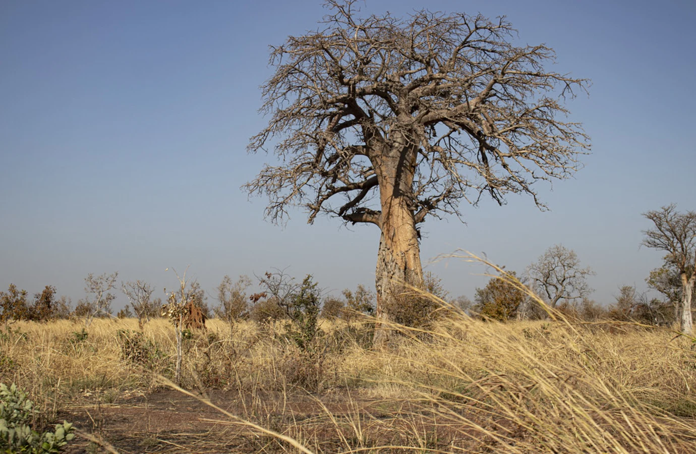 Parc national de la Pendjari, Bénin
