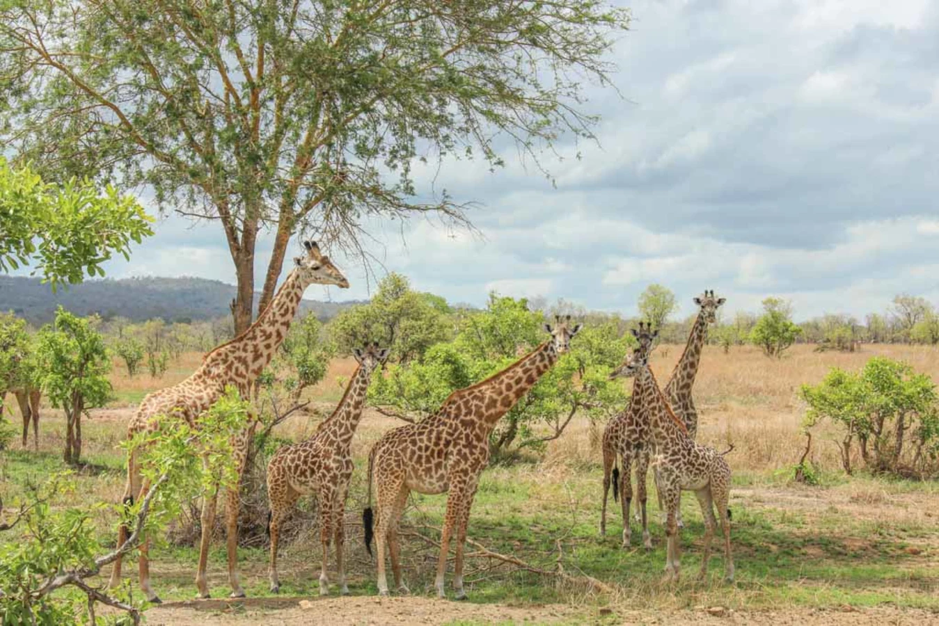 Parc national de Mikumi, Tanzanie