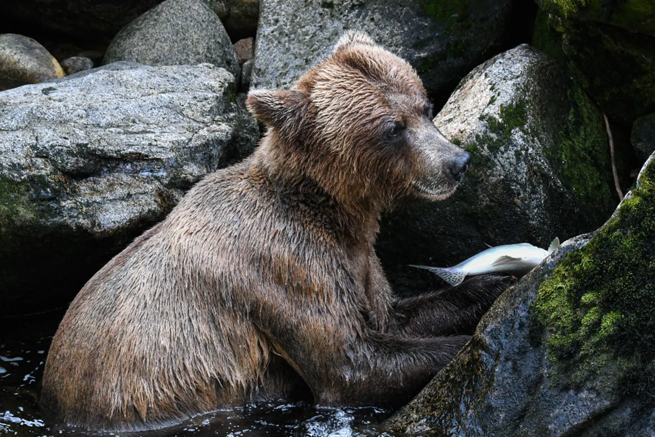 Anan Creek, États-Unis