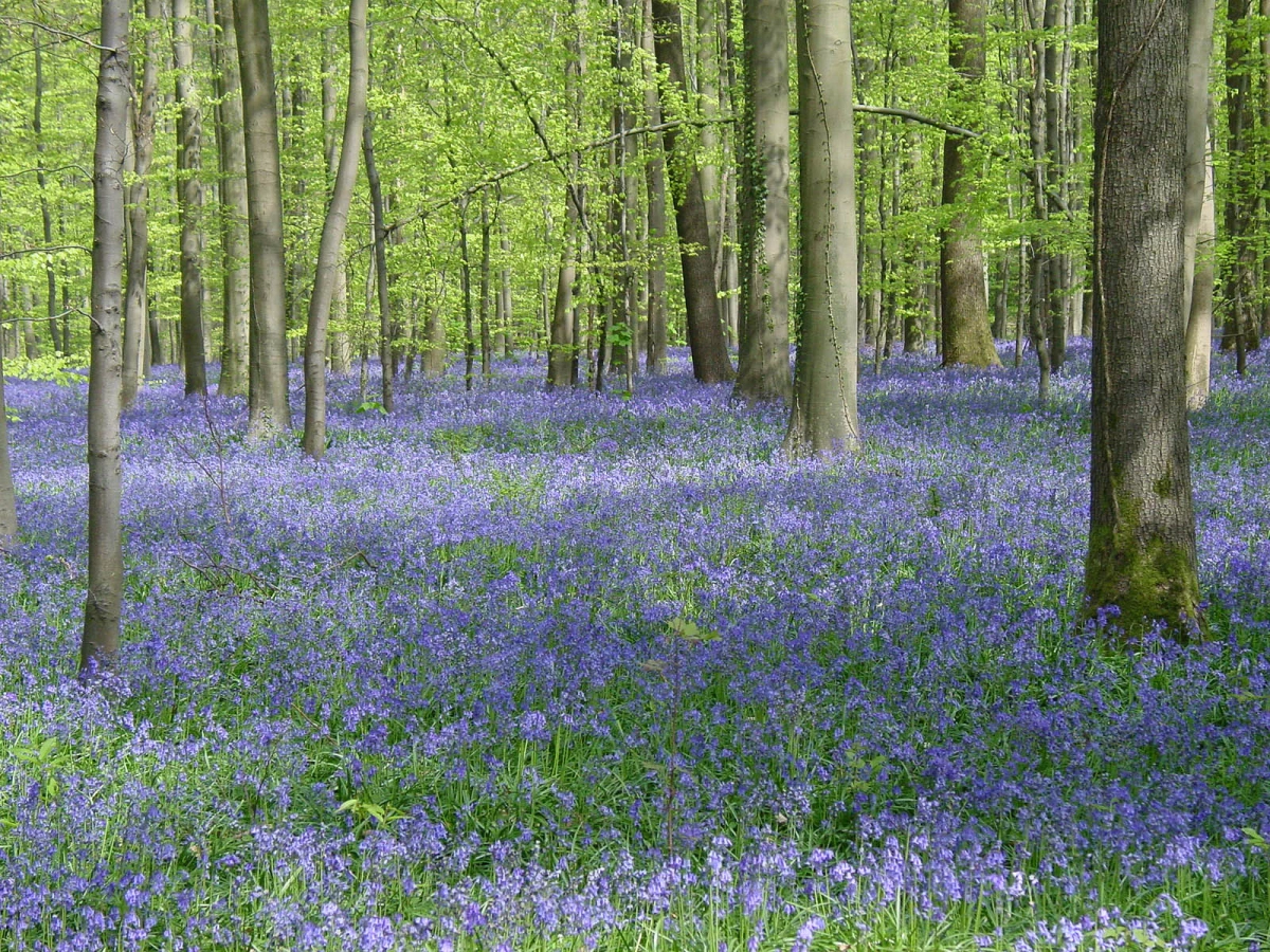 Bois de Hal, Belgique, Belgique