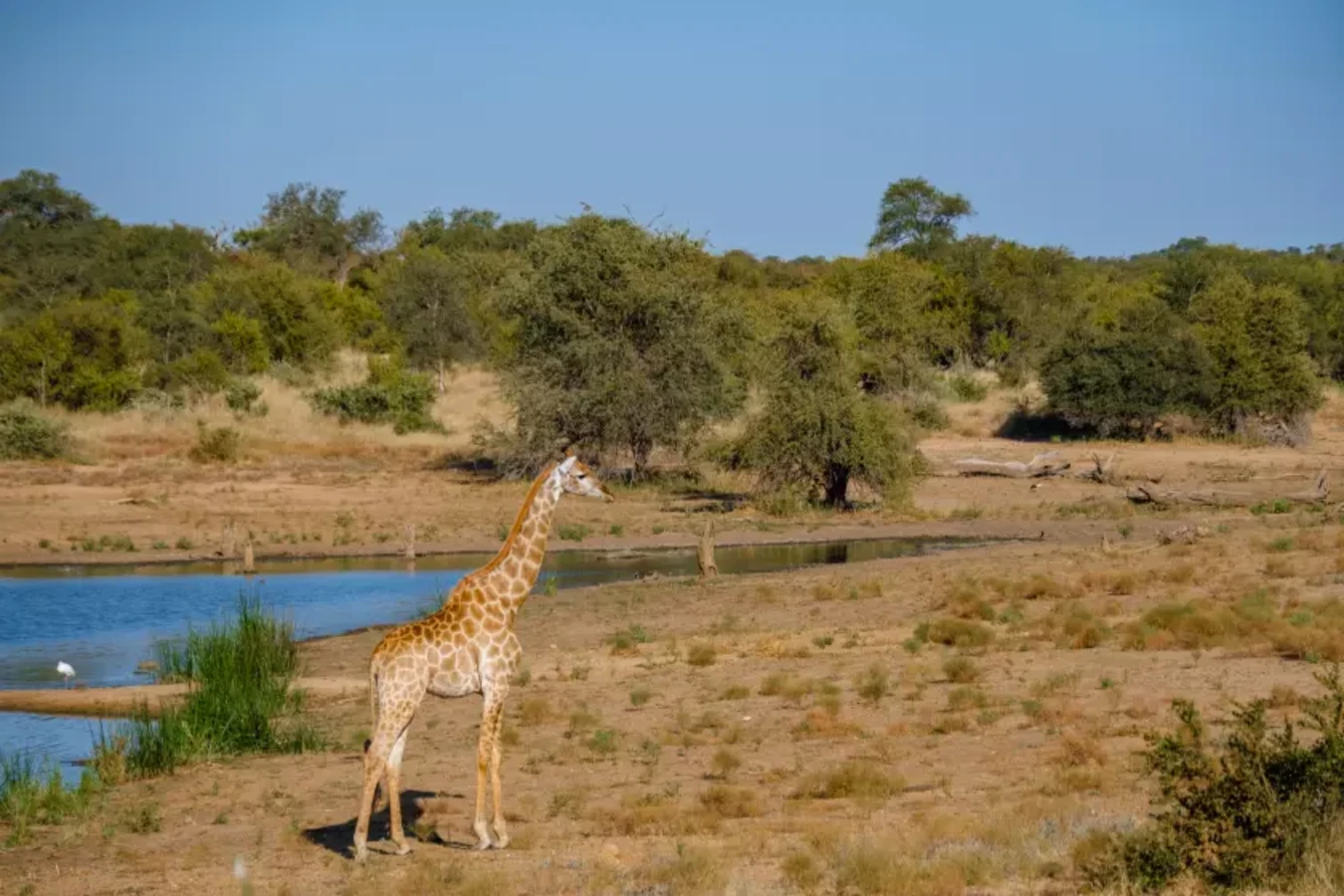 Klaserie Private Nature Reserve, Afrique du Sud