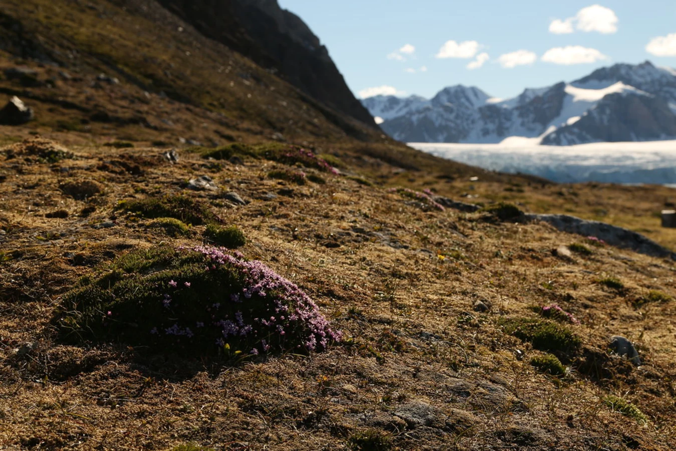 Krossfjorden, Svalbard et Jan Mayen