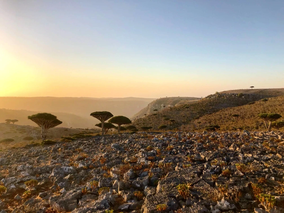 Plateau de Diksam, Yémen, Socotra