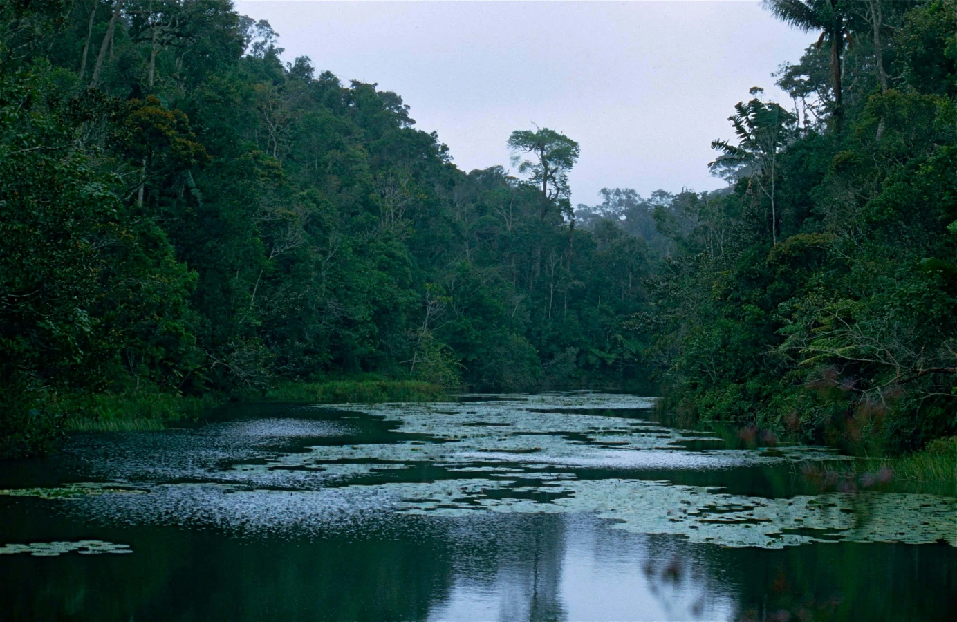 Réserve spéciale d'Analamazoatra, Madagascar