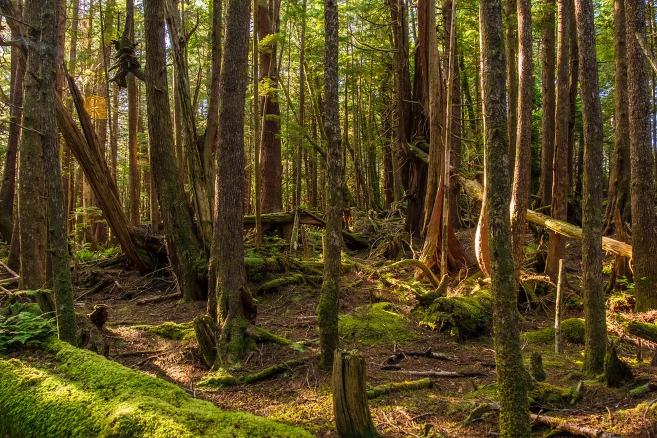 Cape Scott Trail, Canada