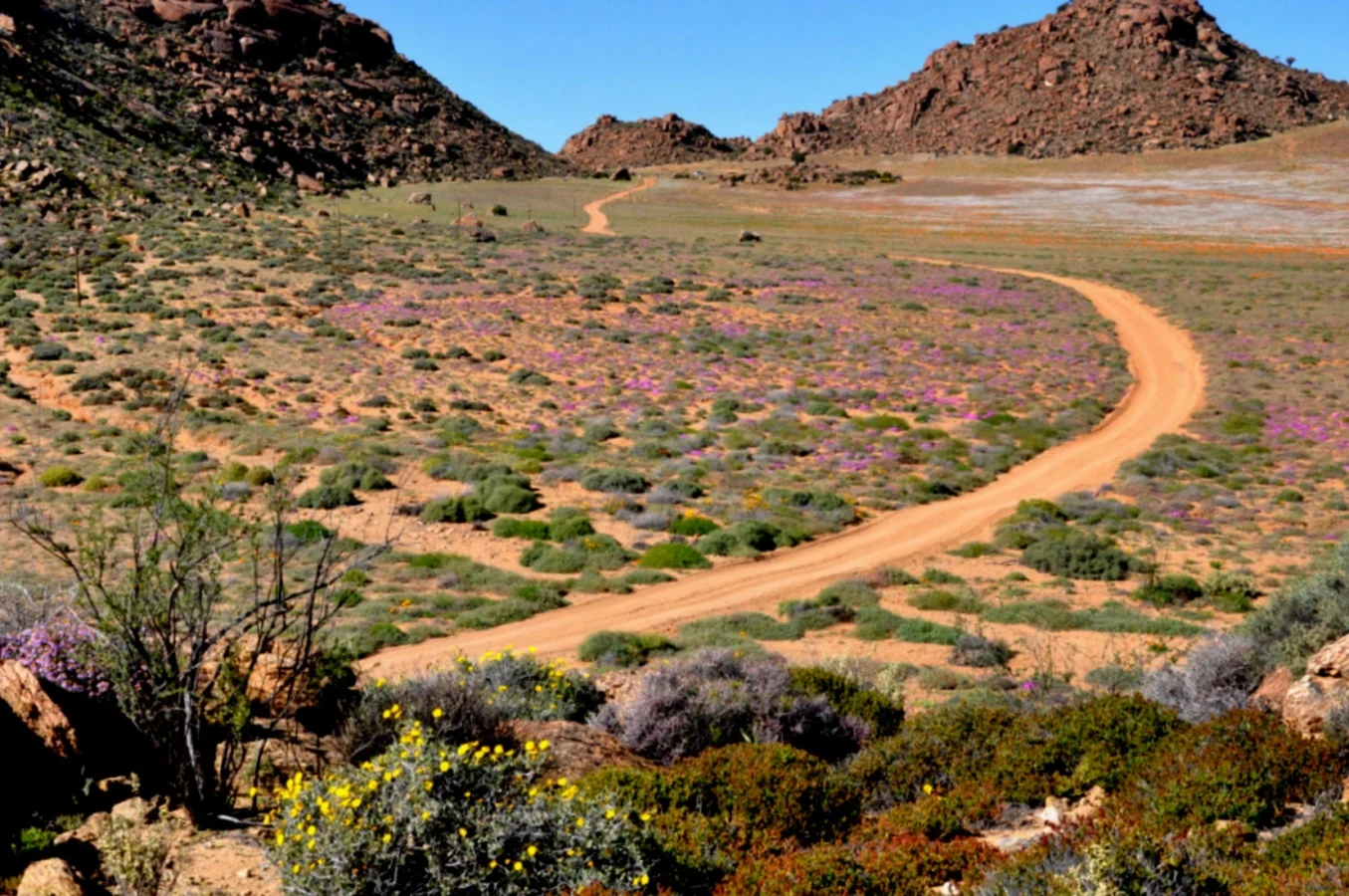 Goegap Nature Reserve, Afrique du Sud