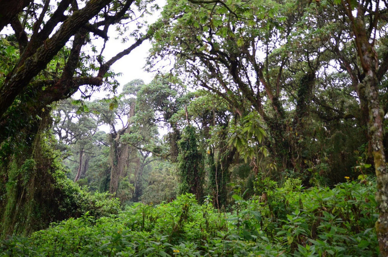 Parc national des Virungas, République démocratique du Congo