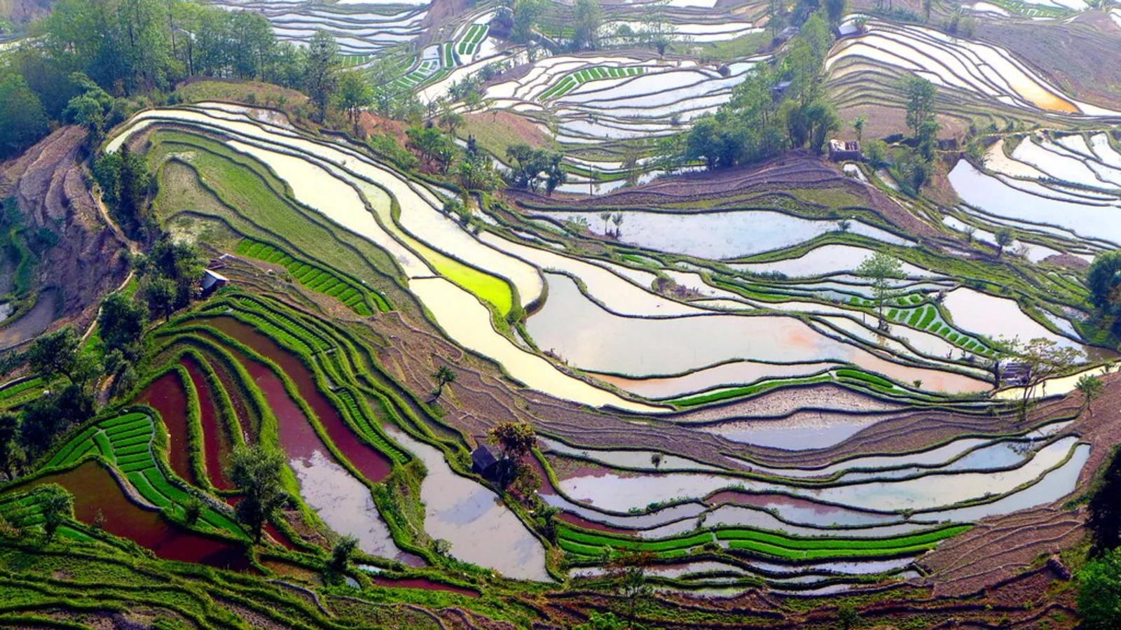 Rizières en terrasse des Hani de Honghe, Chine