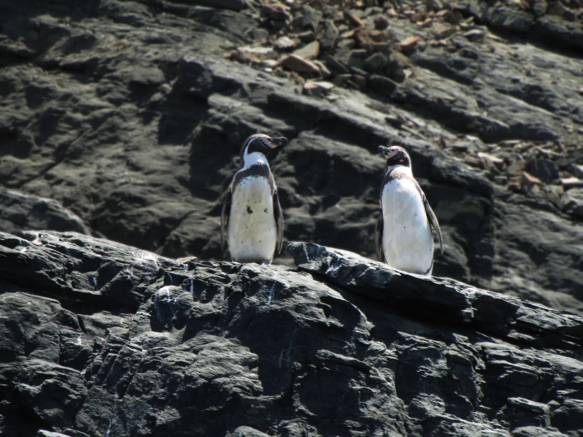 Réserve nationale Pingüino de Humboldt, Chili