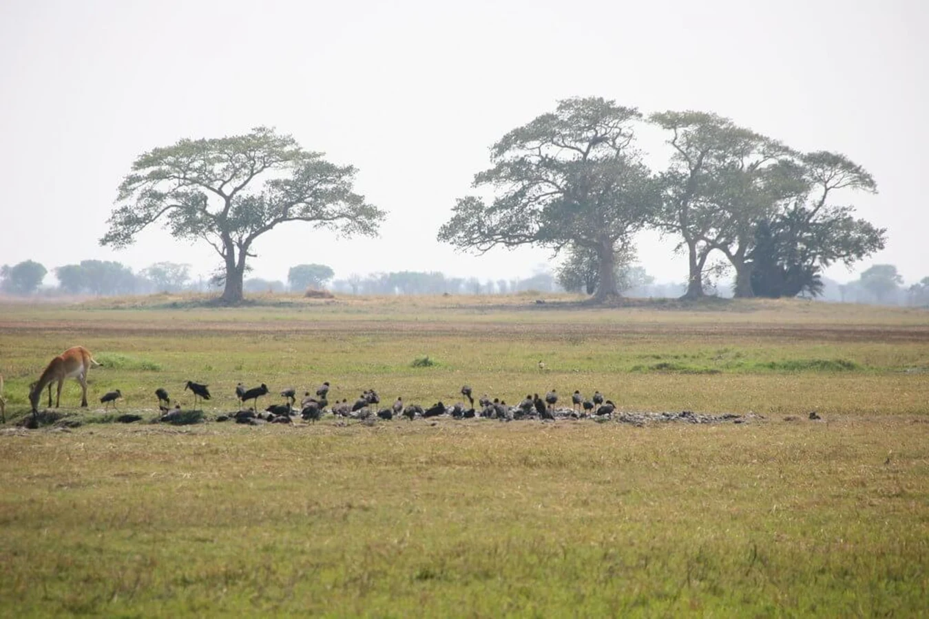Parc national de Kafue, Zambie