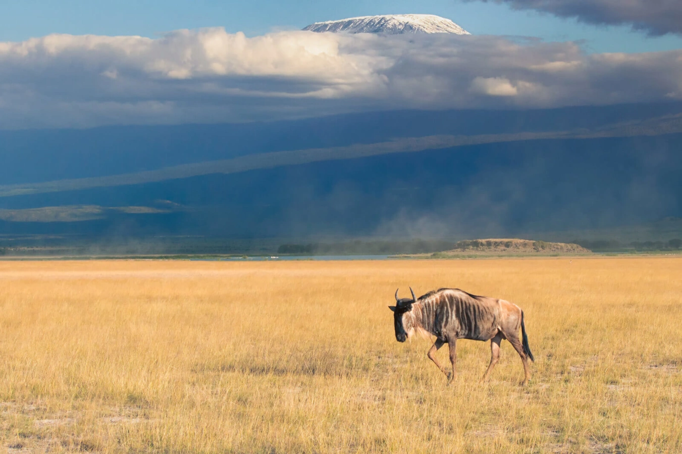 Parc national d'Amboseli, Kenya