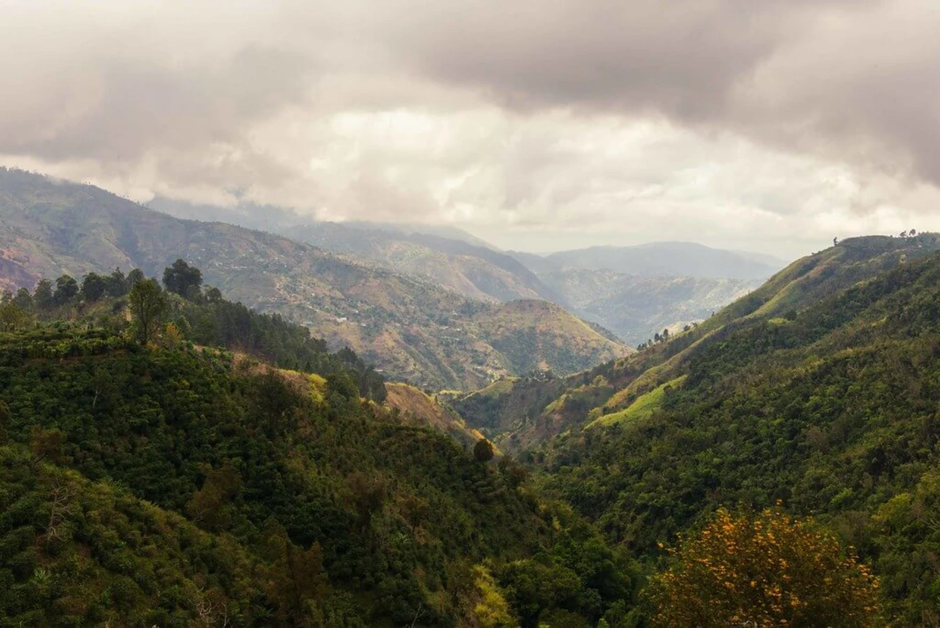 Blue Mountain Peak, Jamaïque