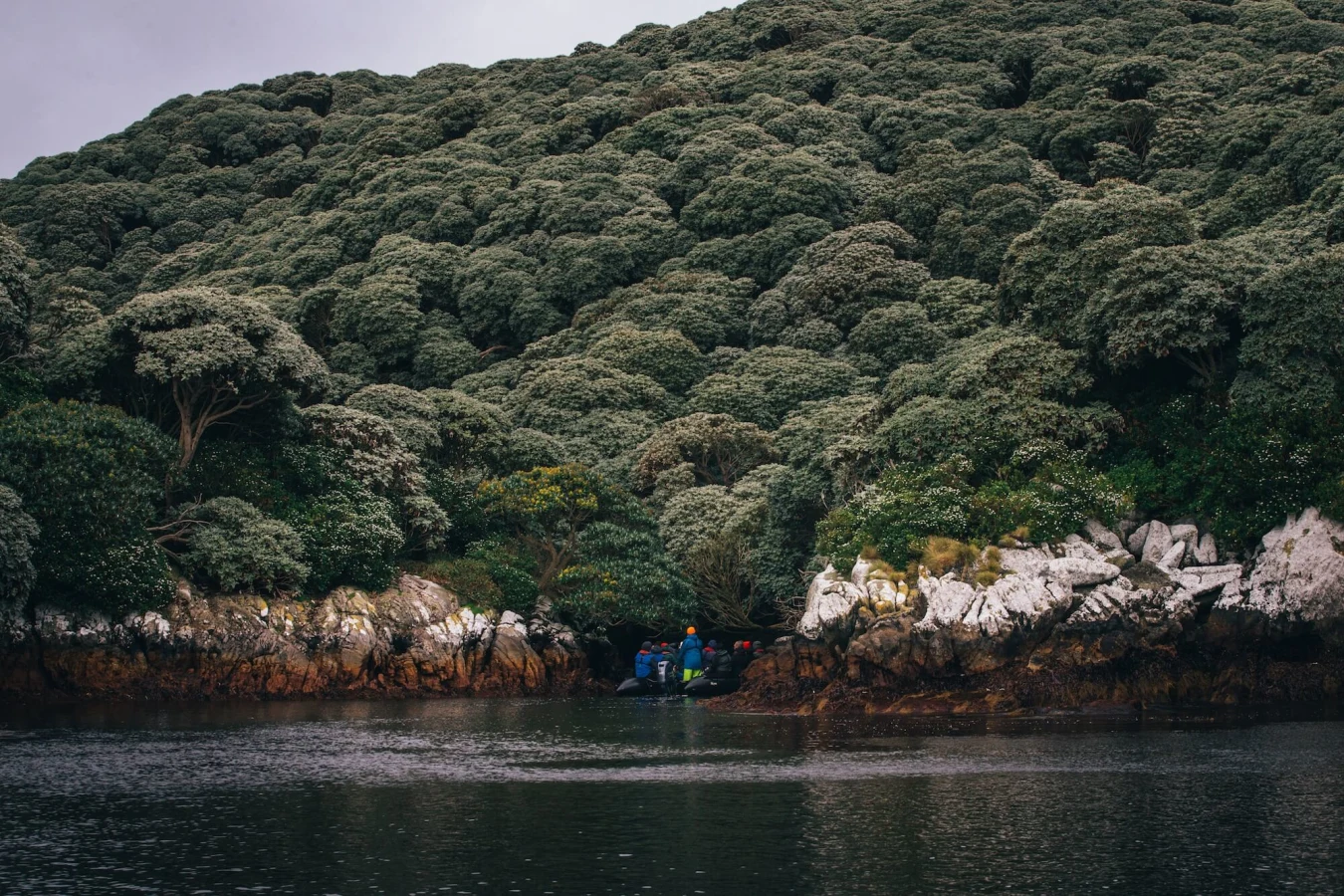 Îles Snares, Nouvelle-Zélande