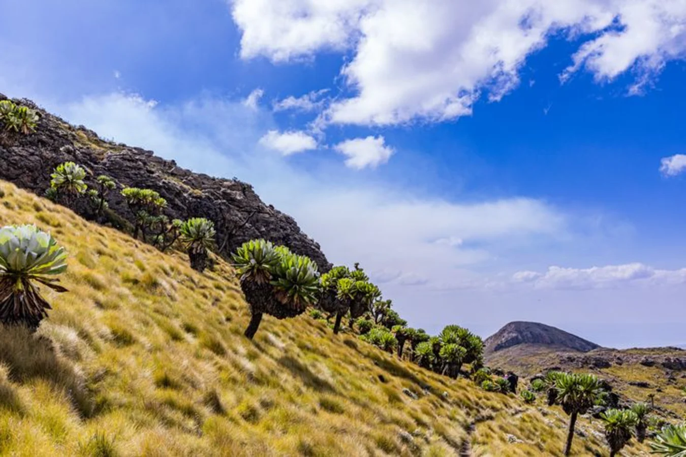 Mont Lesatima, Kenya