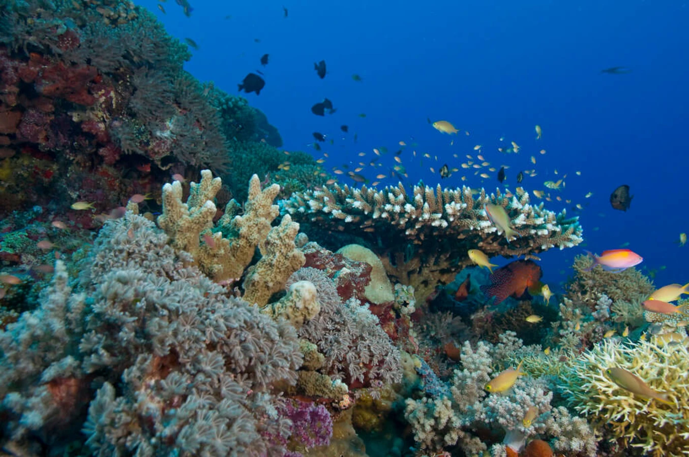 Récif de Tubbataha, Philippines