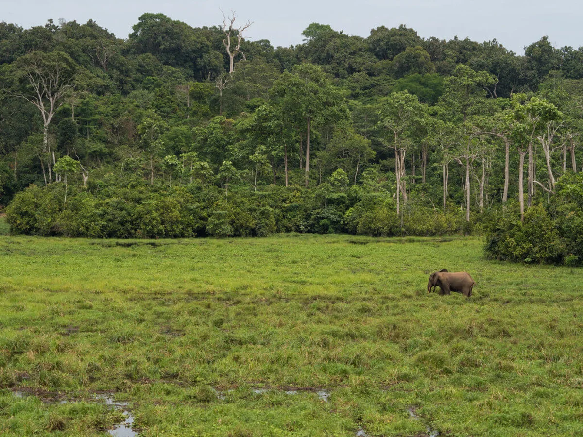 Mbeli Bai, République du Congo