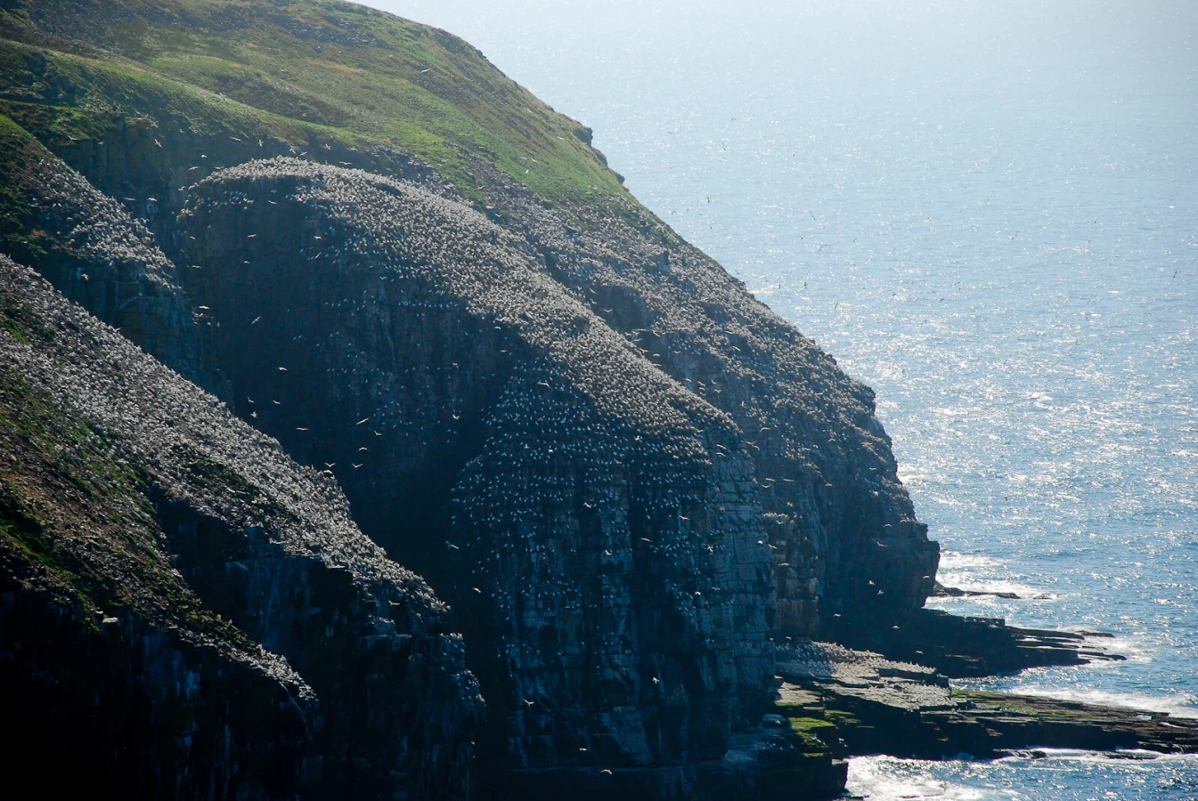 Réserve écologique de Cape St. Mary's, Canada