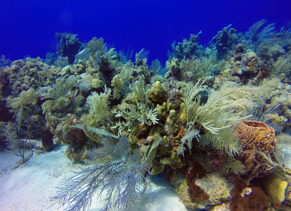Glover's Reef Marine Reserve, Belize