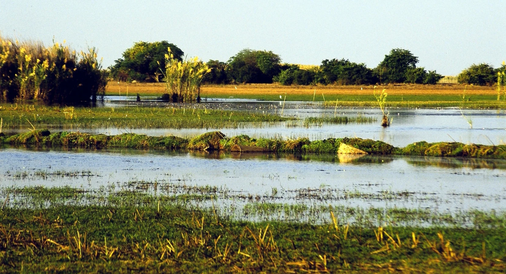 Zones humides de Bangweulu , Zambie