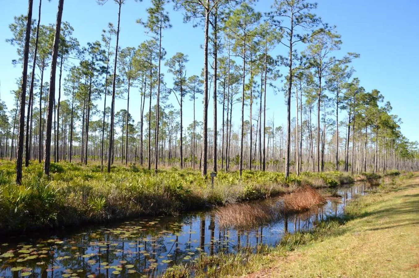 Marais d'Okefenokee, États-Unis, États-Unis