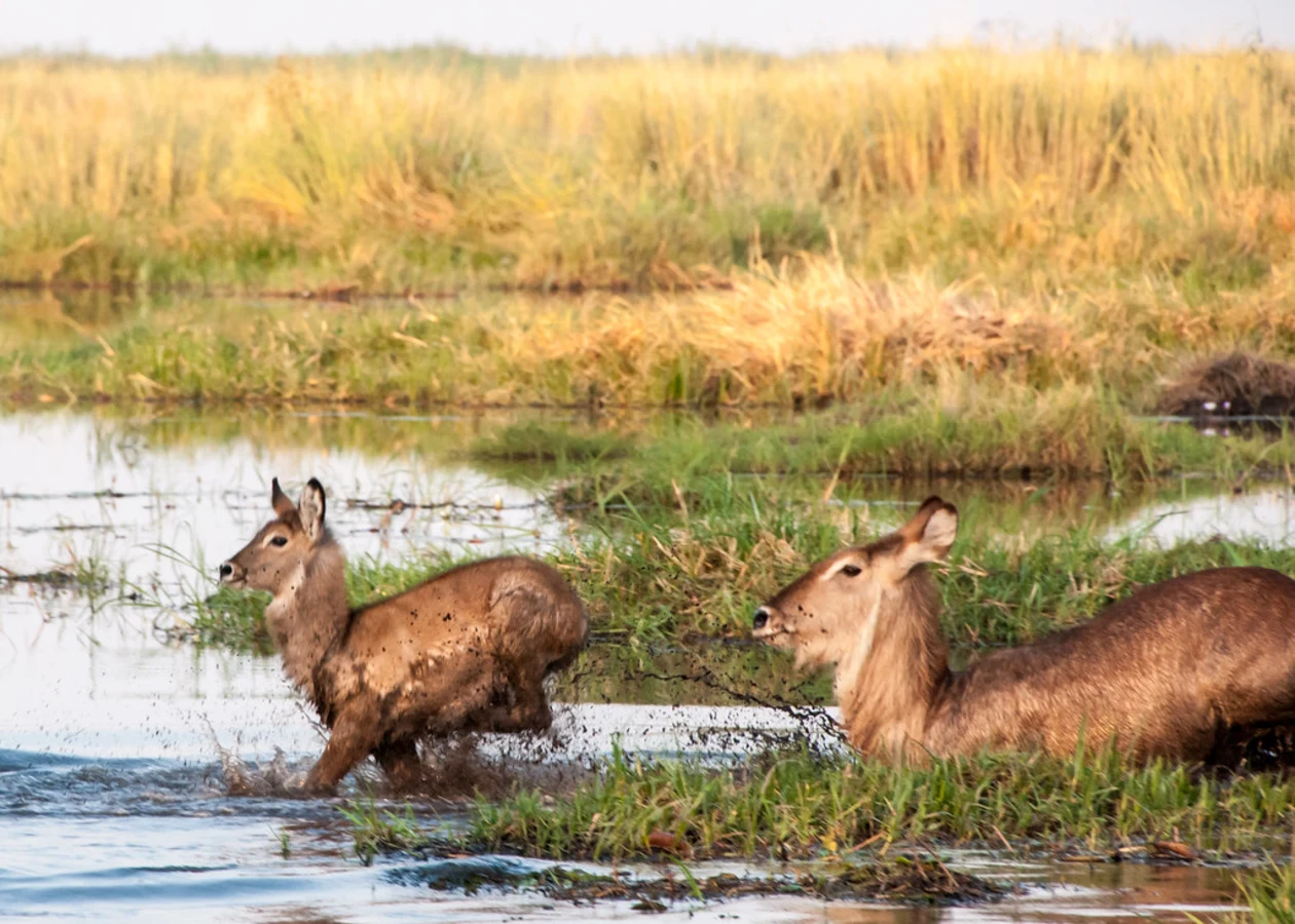 Réserve de Linyanti, Botswana