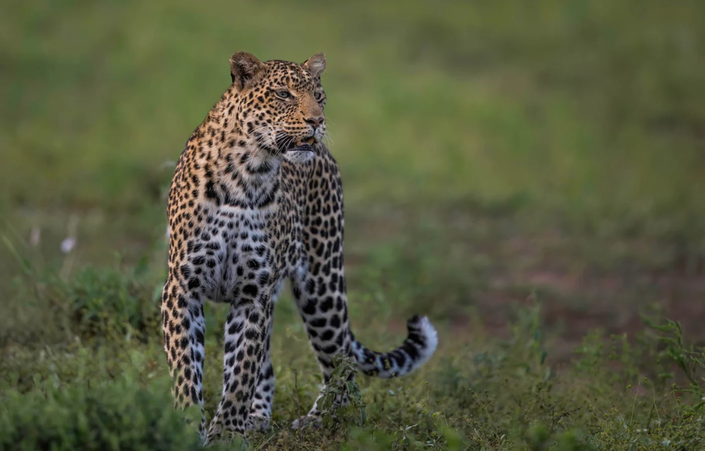 Réserve de Mashatu, Botswana