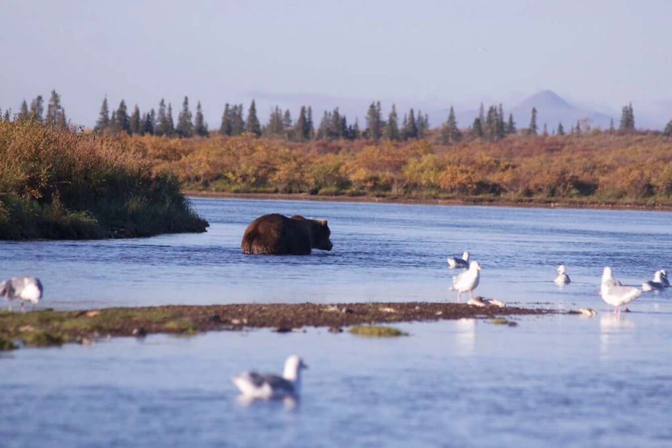 Parc national et réserve de Katmai, États-Unis