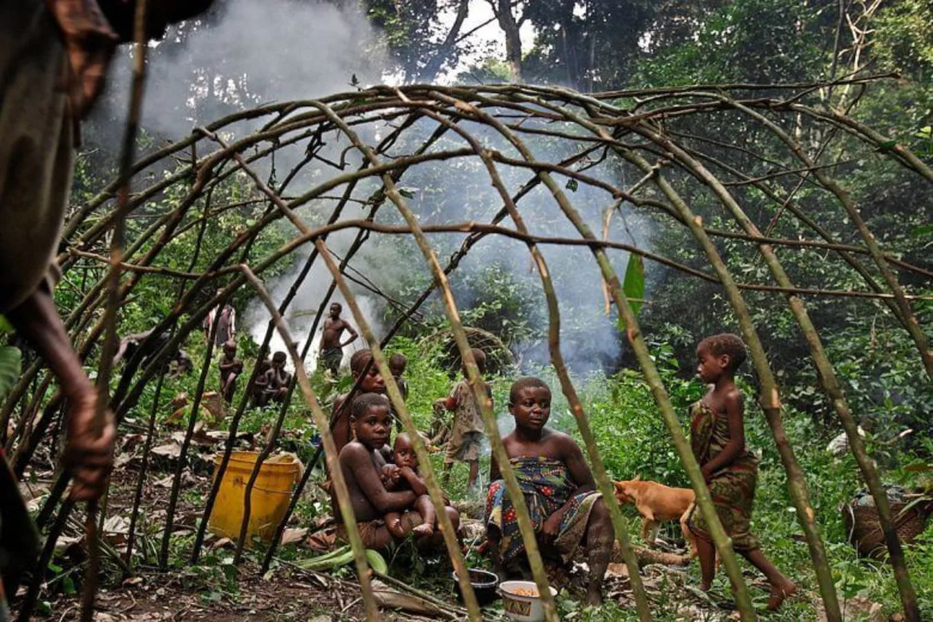 Forêt de l'Ituri, République démocratique du Congo