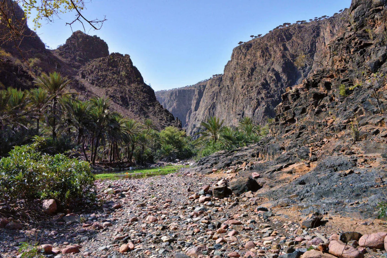 Parc national du Canyon d'Ayhaft, Yémen, Socotra