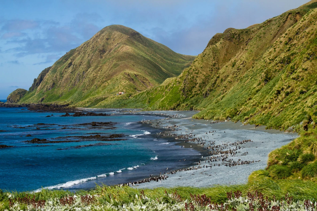Île Macquarie, Australie, Tasmanie