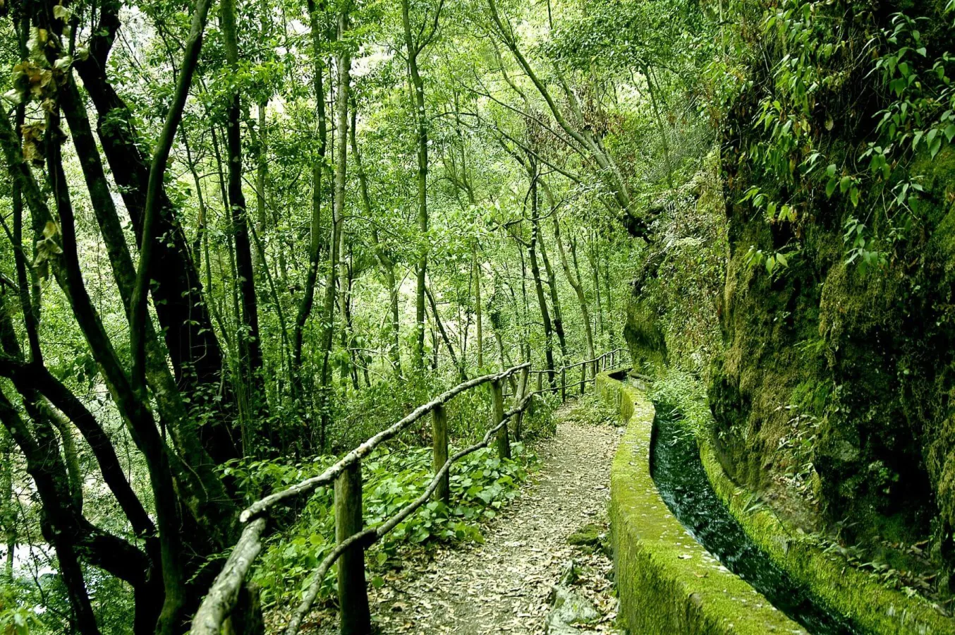Forêt de Los Tilos, Espagne, Canaries