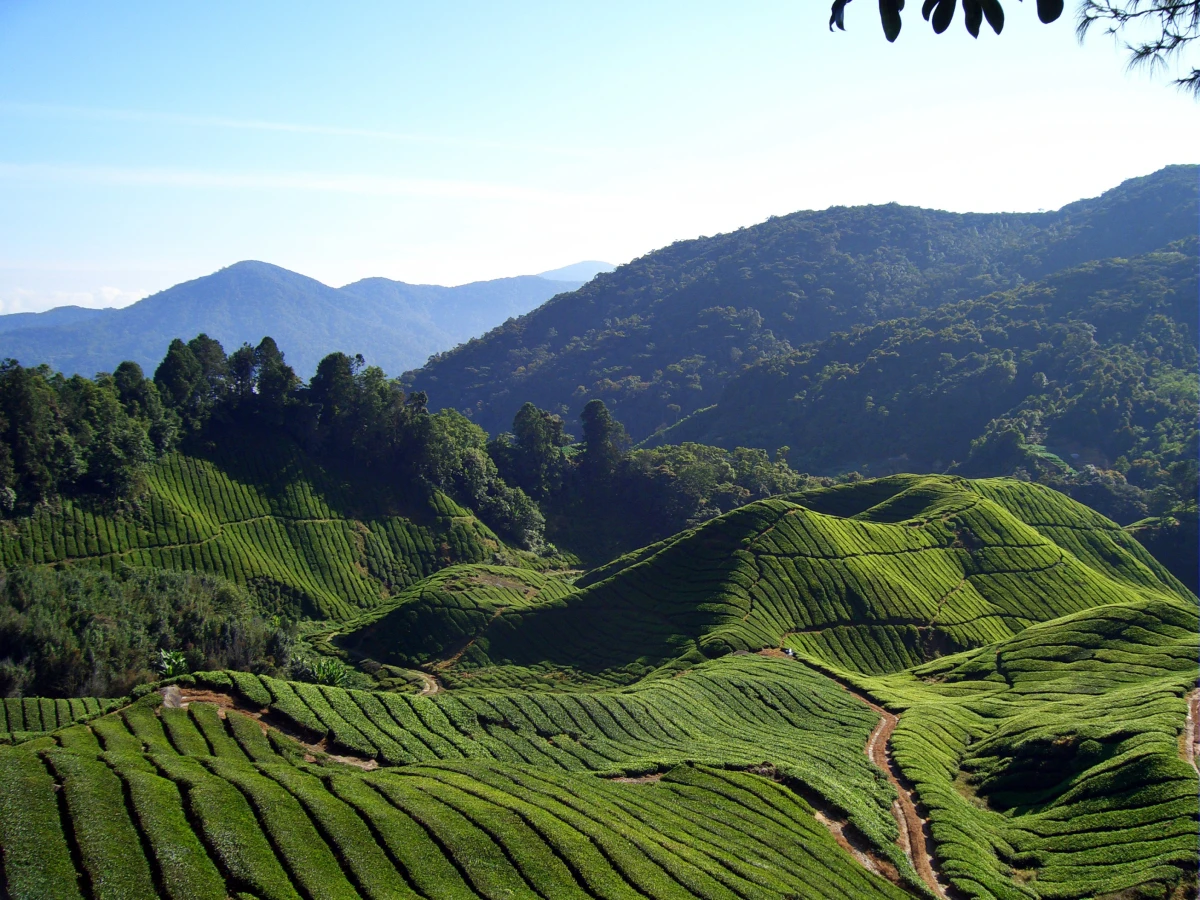 Cameron Highlands, Malaisie