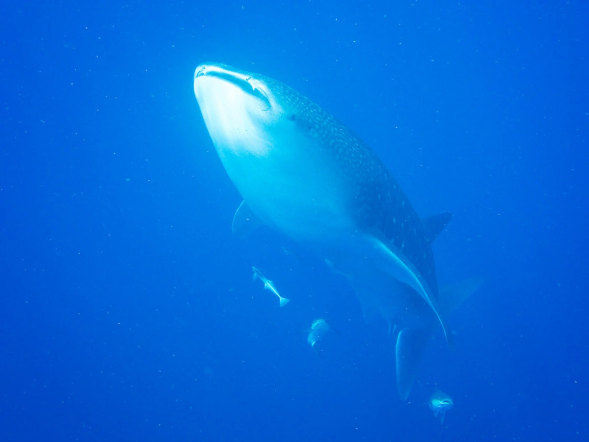 Parc marin de Ningaloo, Australie