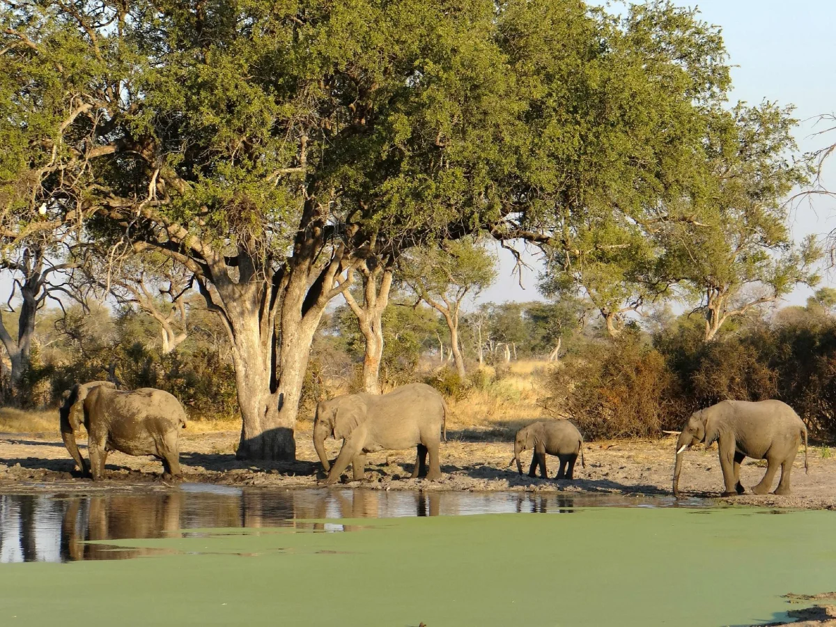 Selinda Game Reserve, Botswana