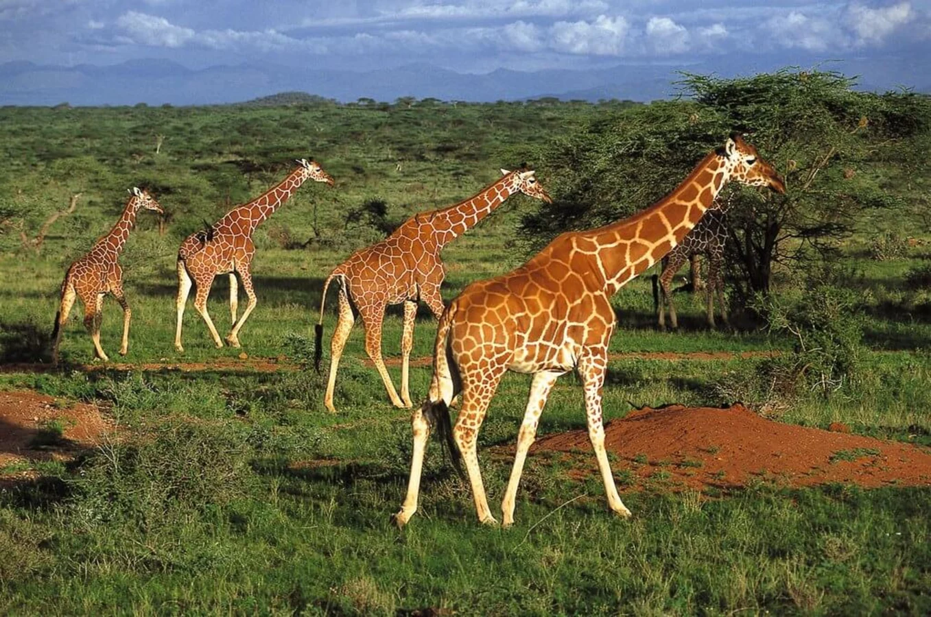 Parc national d'Amboseli, Kenya
