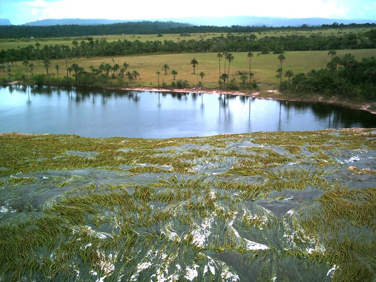 Delta de l'Orénoque, Venezuela