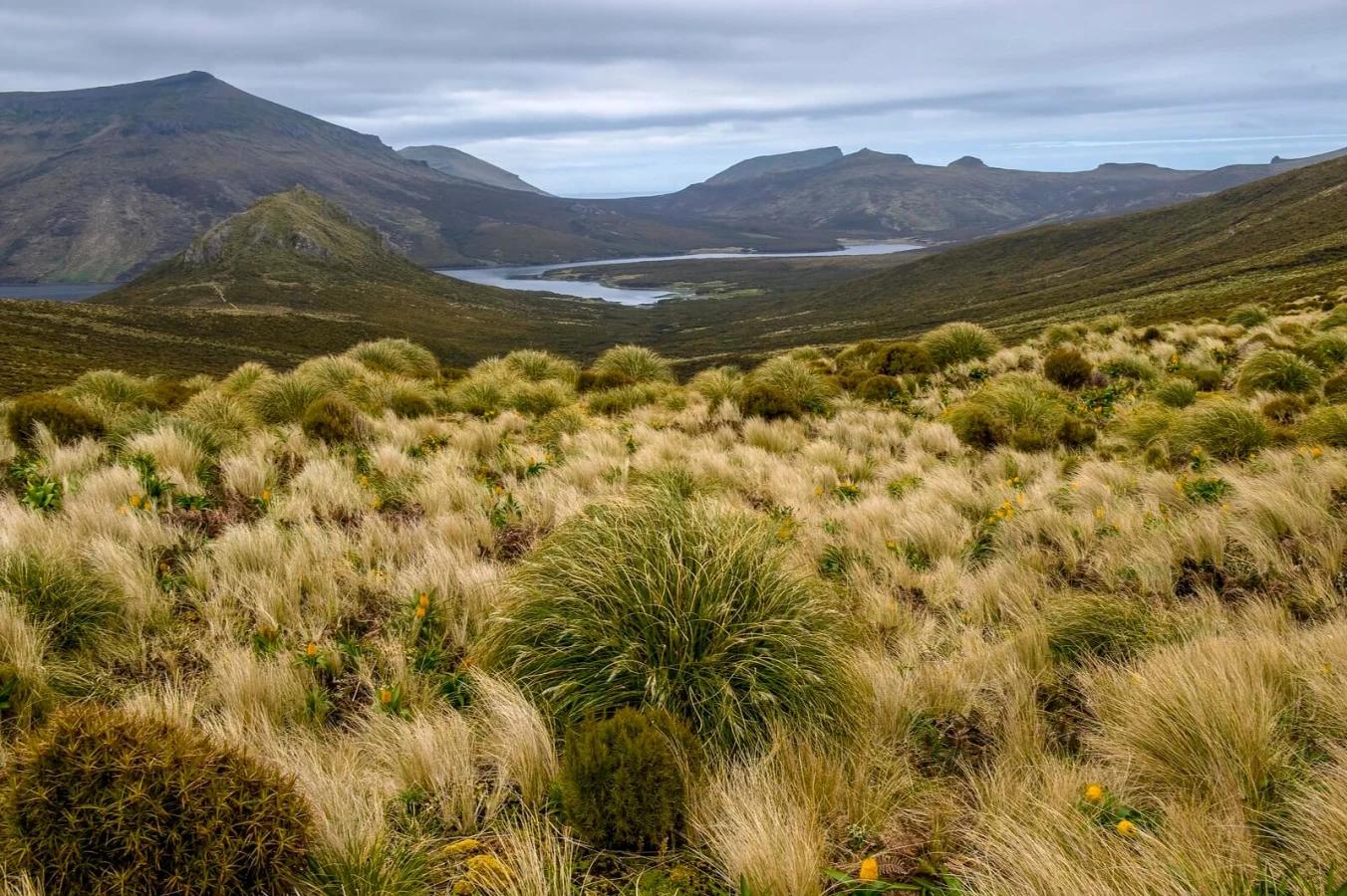 Îles Campbell, Nouvelle-Zélande