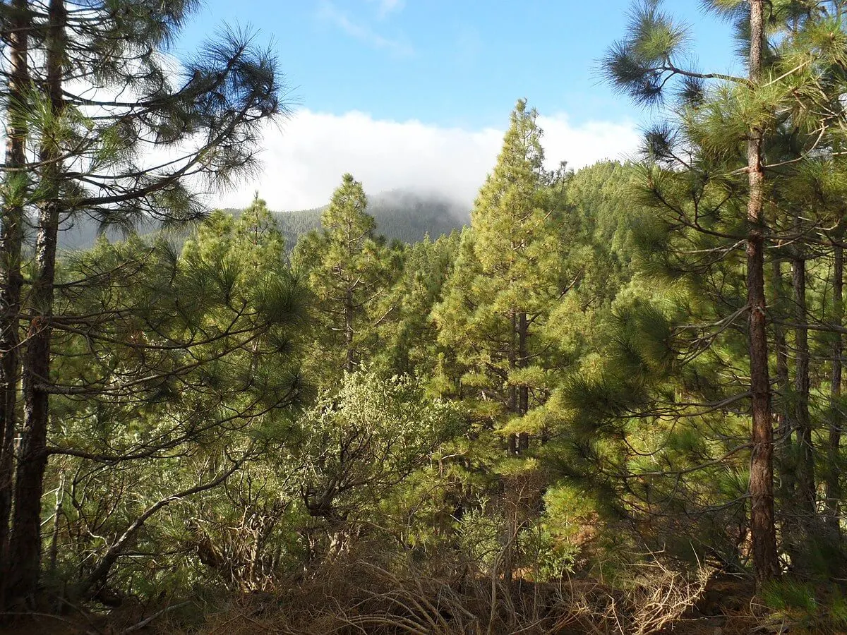 Parc naturel de la Corona Forestal, Espagne, Canaries