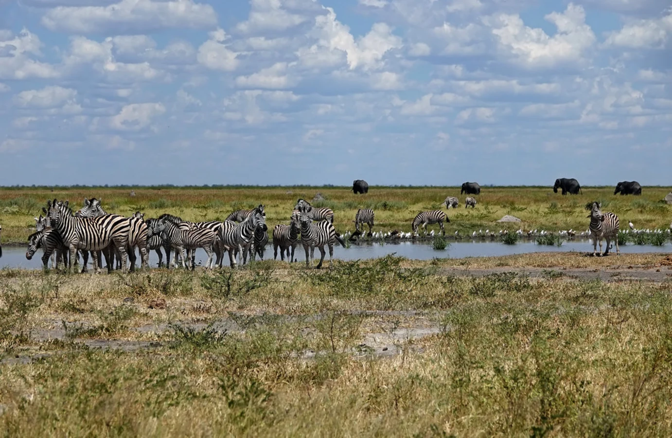 Réserve de Savuti, Botswana