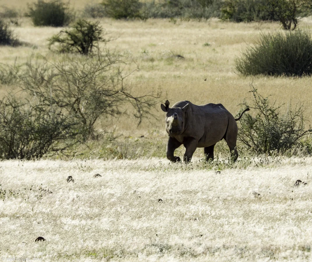Concession de Palmwag, Namibie