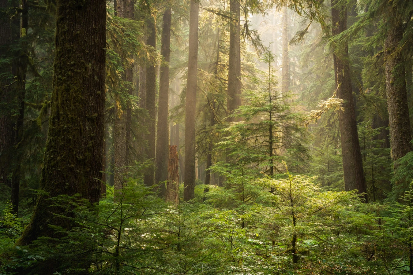 Sol Duc Valley, États-Unis