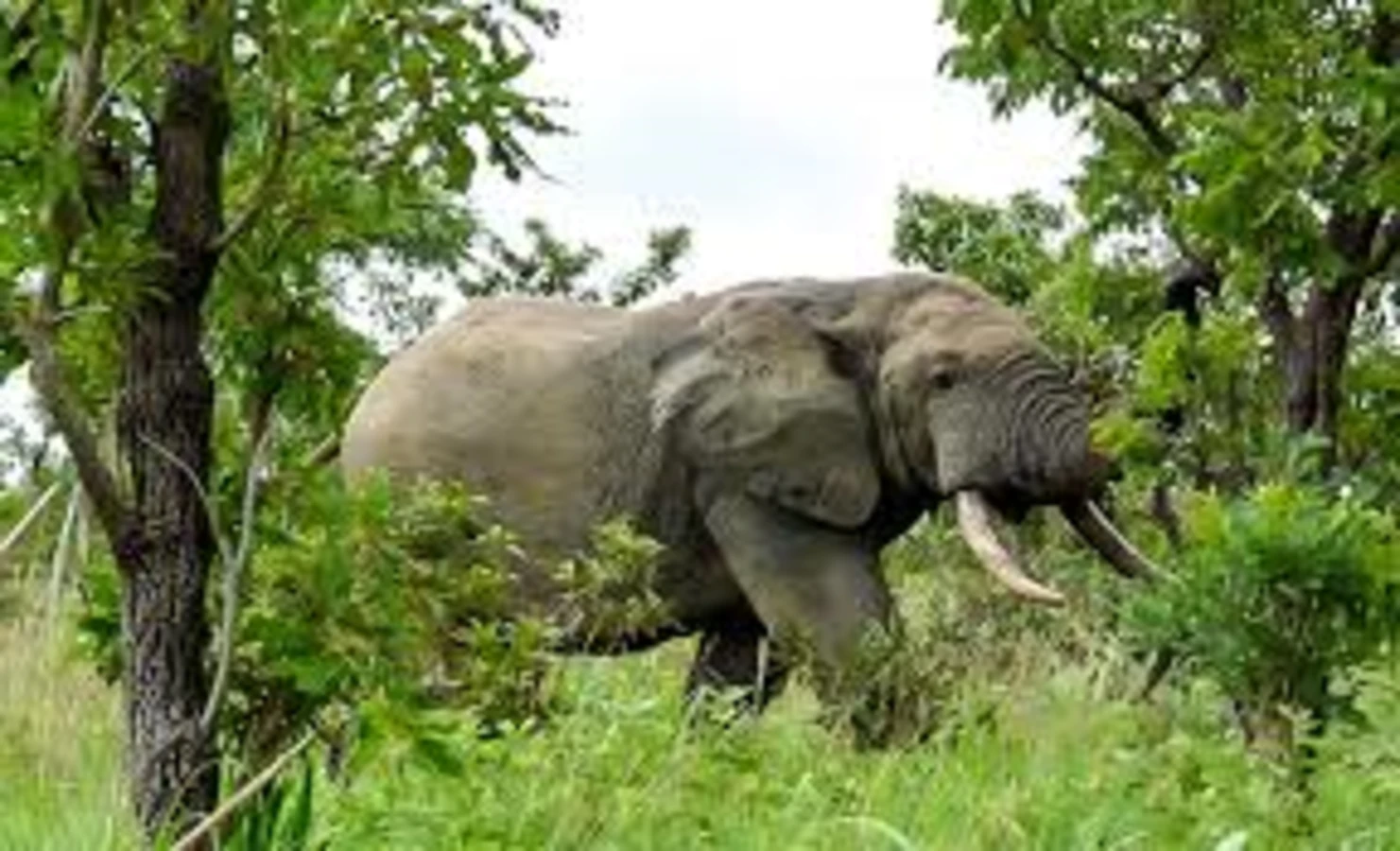 Réserve totale de faune d'Arly, Burkina Faso