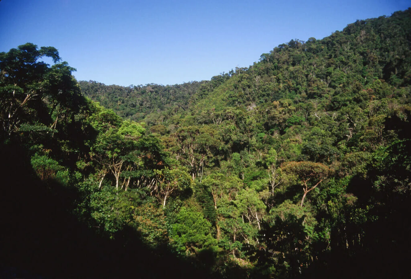 Parc national de Ranomafana, Madagascar